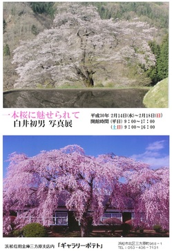 ２月１４日（水）～２月１８日（日）「一本桜に魅せられて　－白井初男 写真展－　」